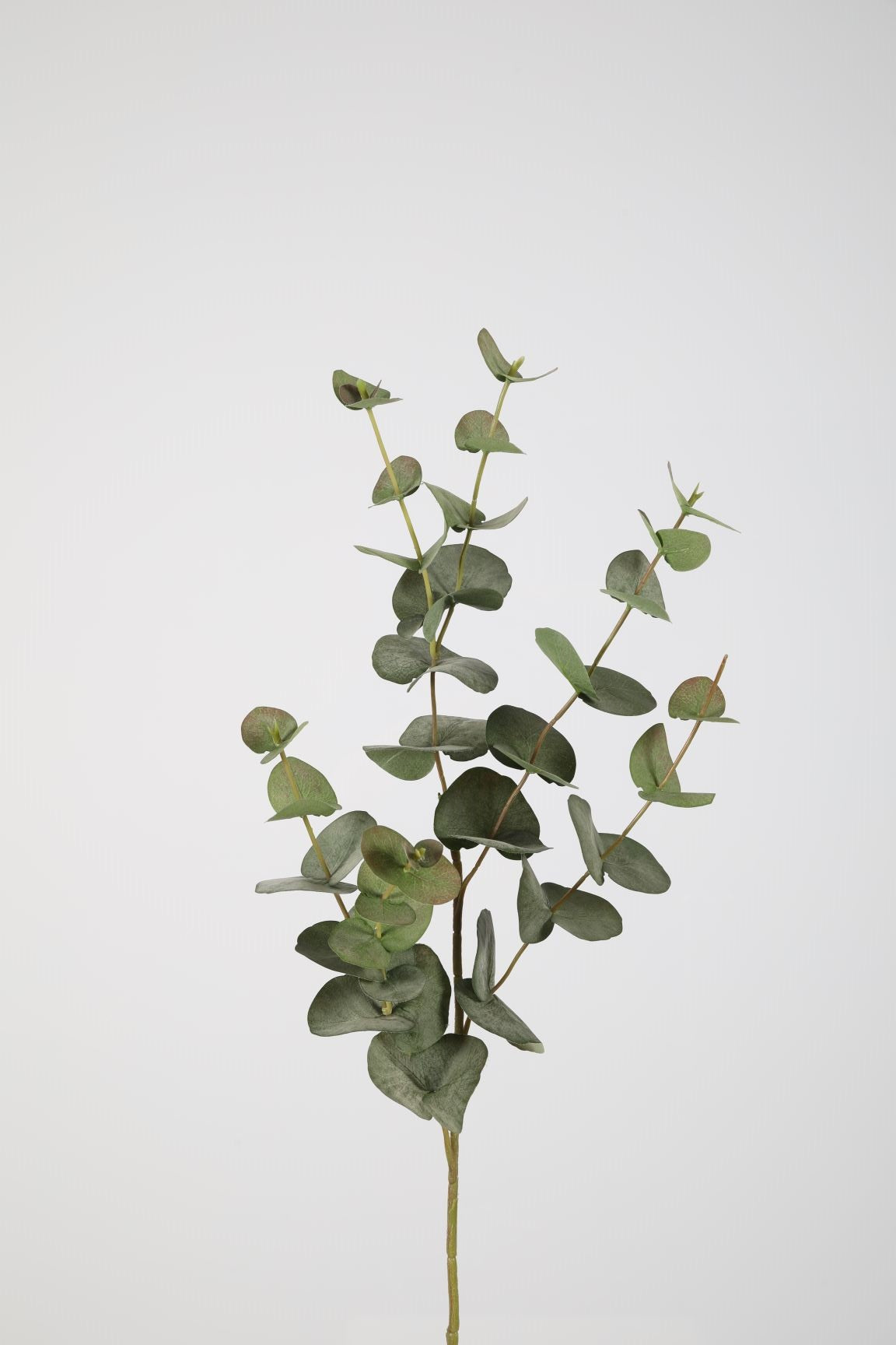 Eucalyptus Spray