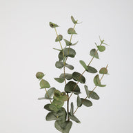 Eucalyptus Spray