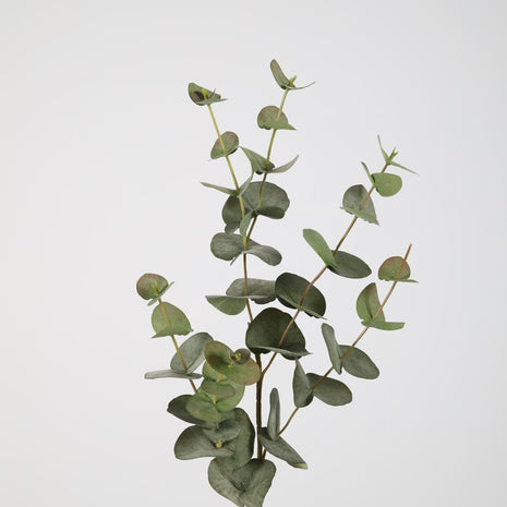 Eucalyptus Spray