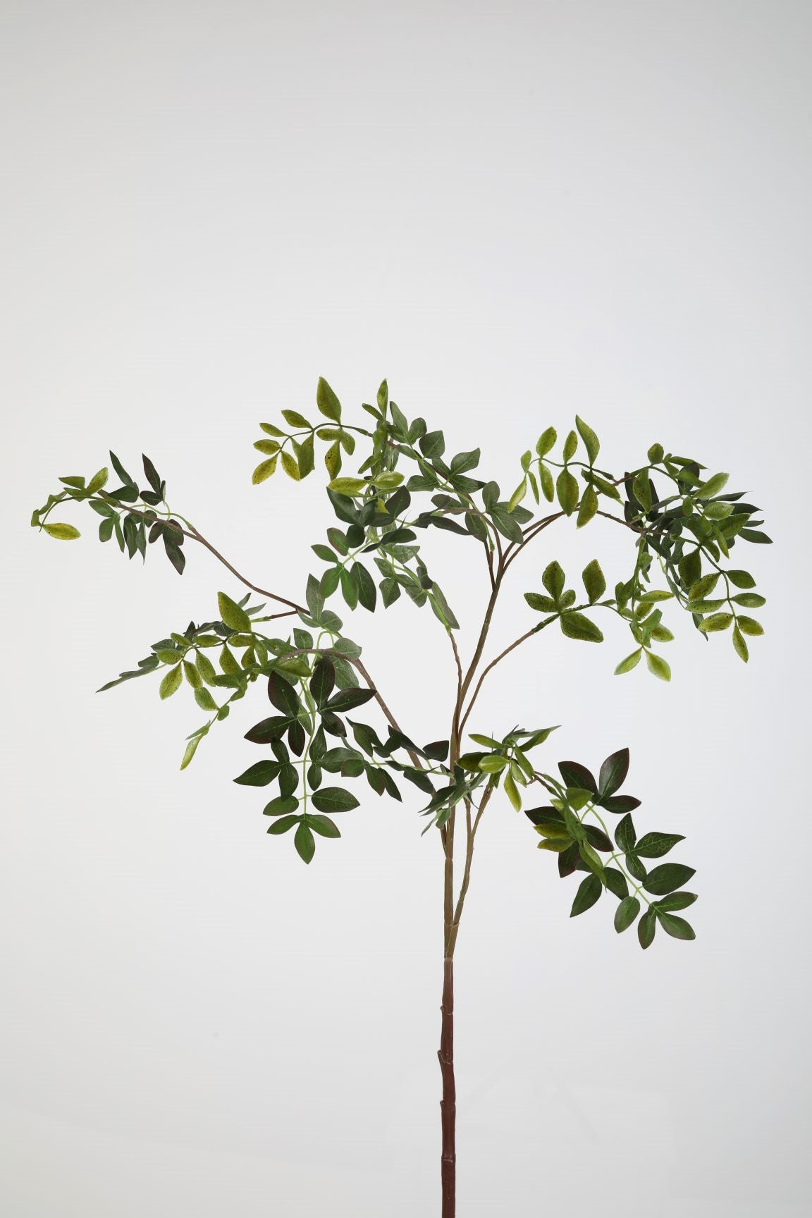 Nandina Domestica Spray