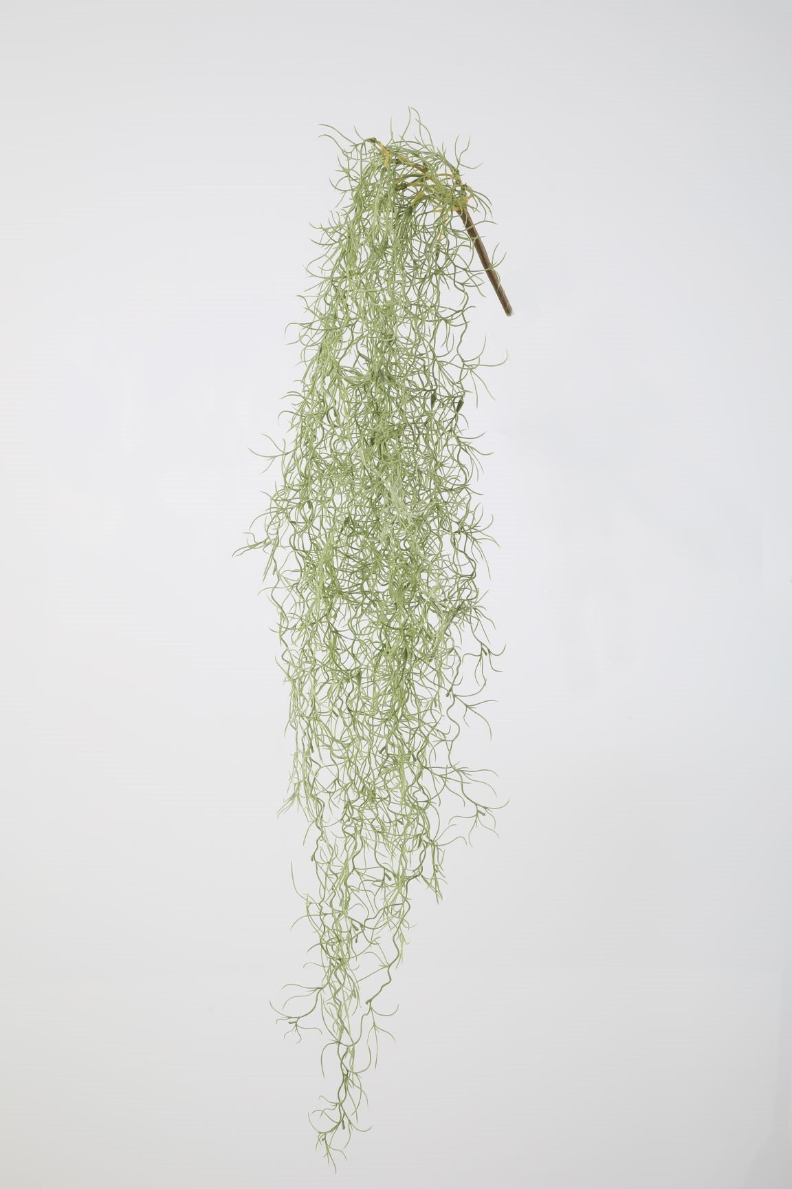 Hanging Spanish Moss Tillandsia