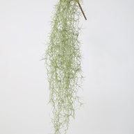 Hanging Spanish Moss Tillandsia