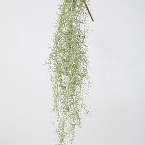 Hanging Spanish Moss Tillandsia