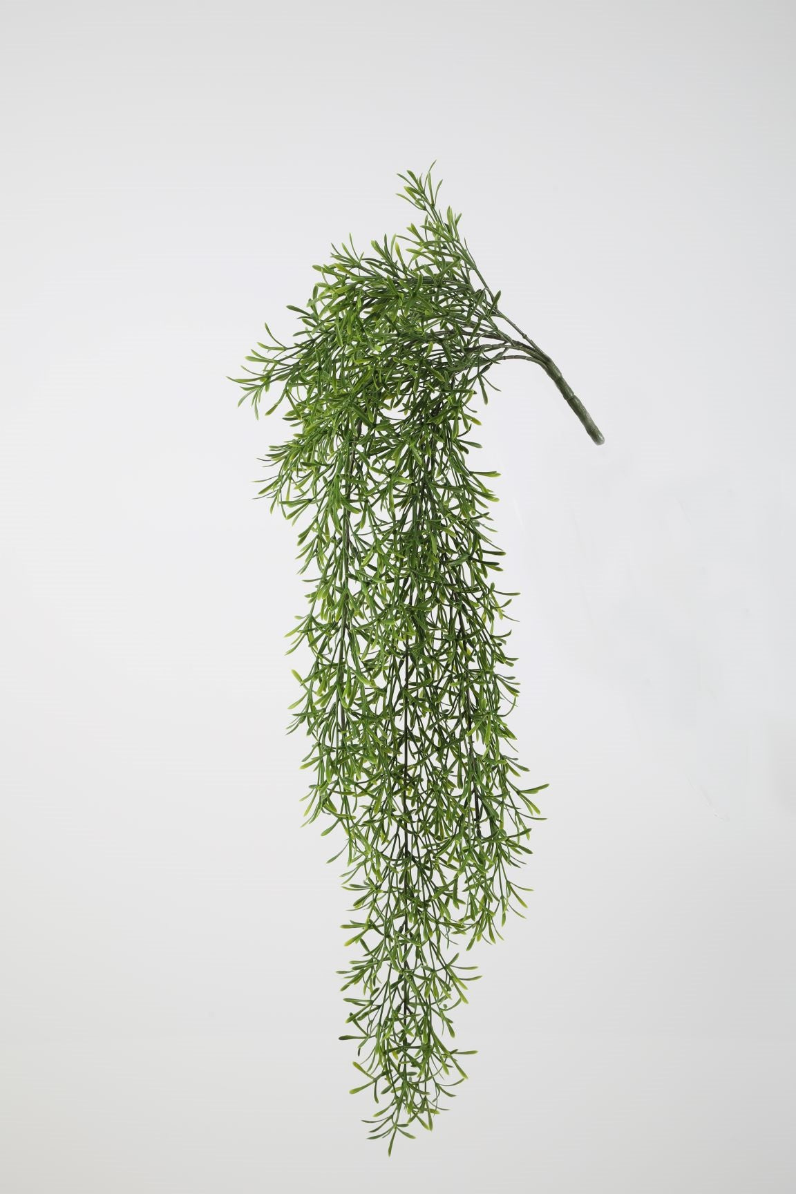 Hanging Sprenger Asparagus