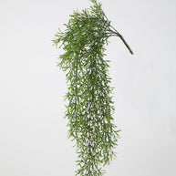 Hanging Sprenger Asparagus