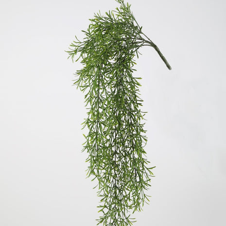 Hanging Sprenger Asparagus