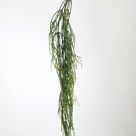 Pencil Cactus 110cm