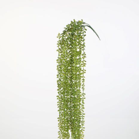 Caryota Vine