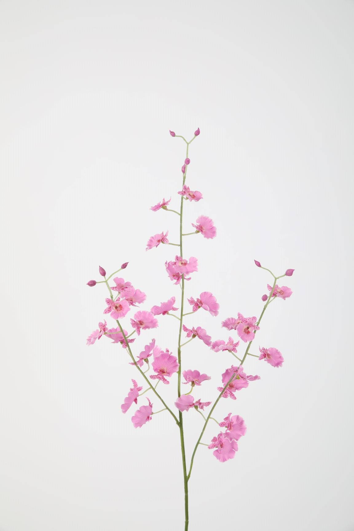 Dancing Orchid