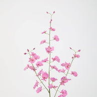 Dancing Orchid