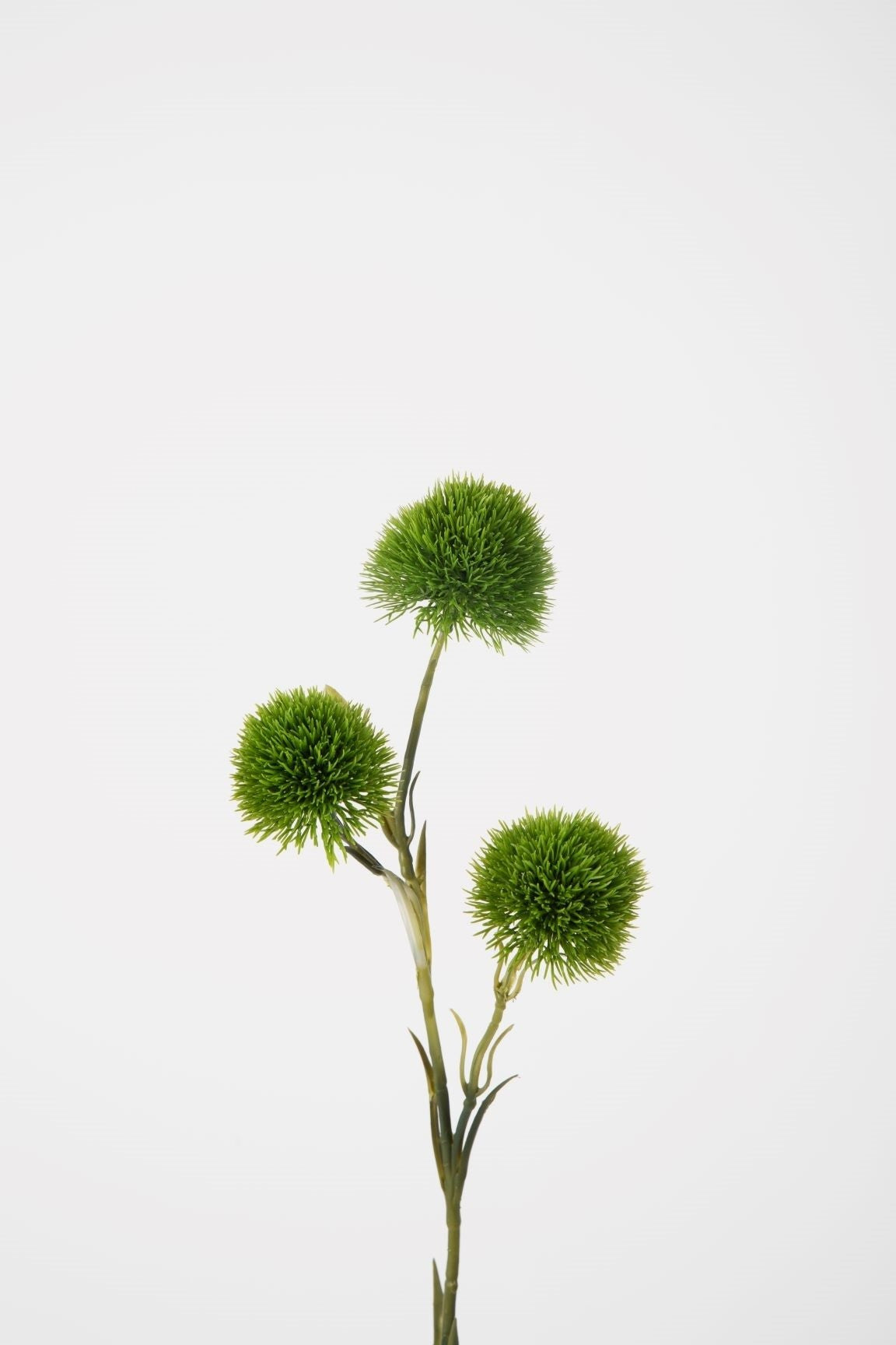 Carnation Green Trick