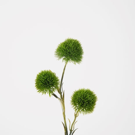 Carnation Green Trick