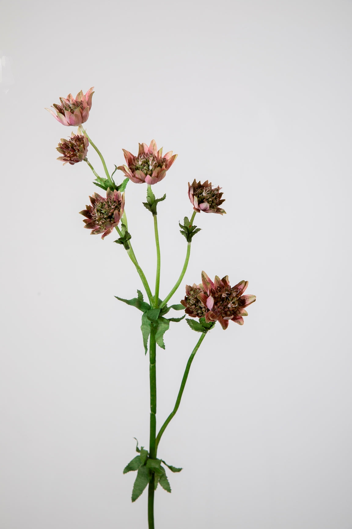 Astrantia Spray