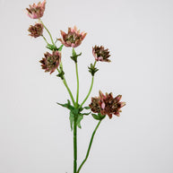 Astrantia Spray