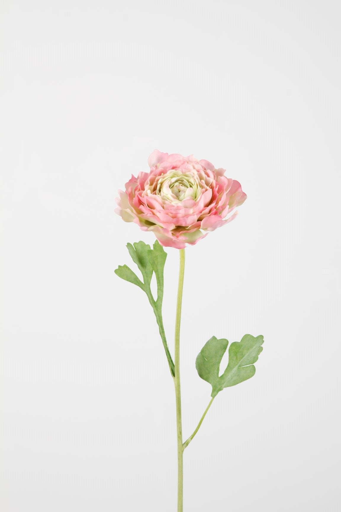 Hybrid Ranunculus