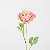 Hybrid Ranunculus