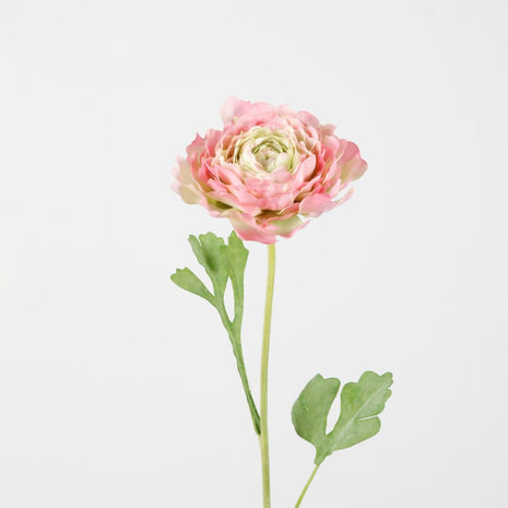 Hybrid Ranunculus