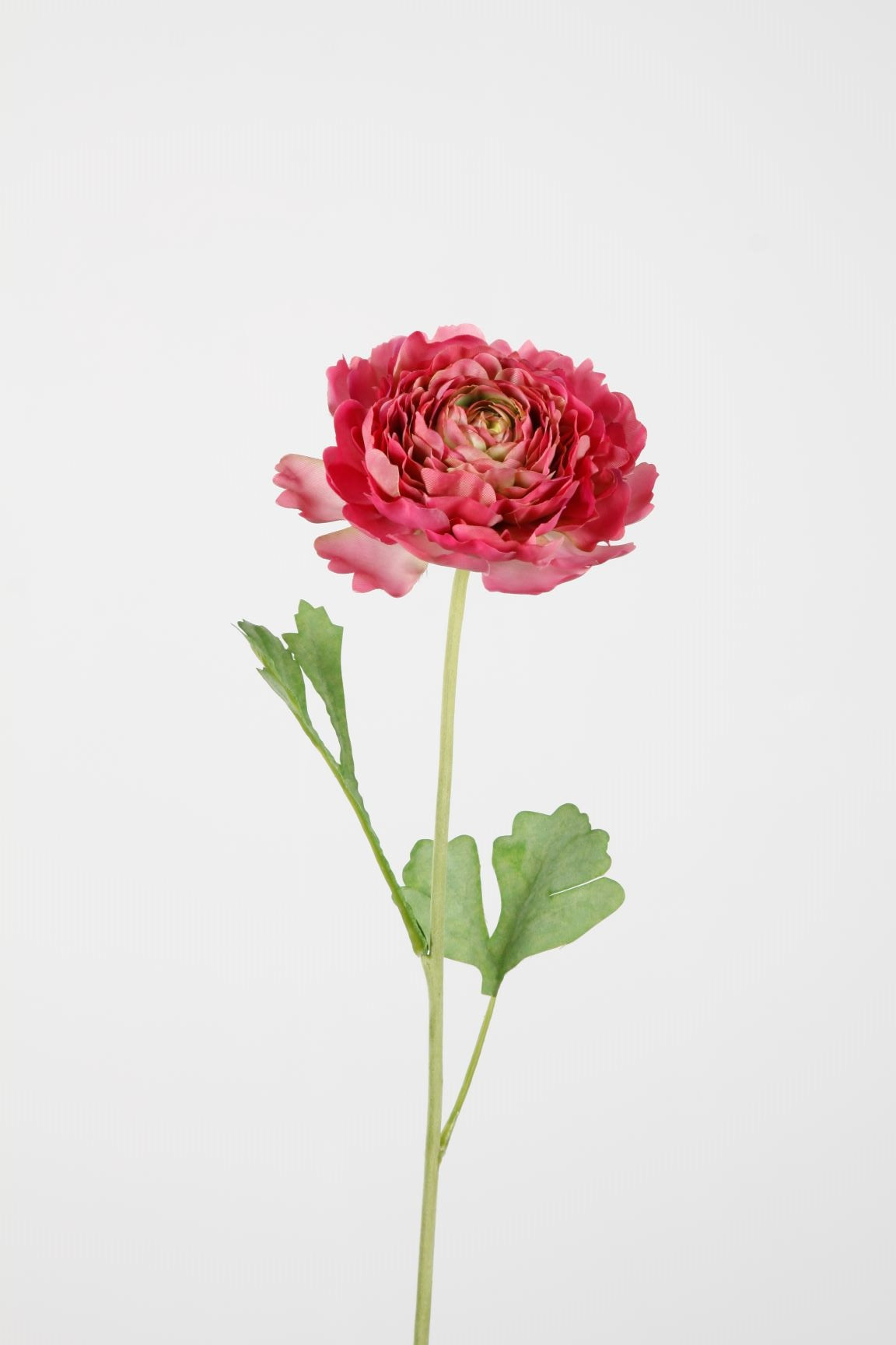 Hybrid Ranunculus