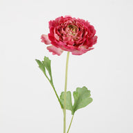 Hybrid Ranunculus
