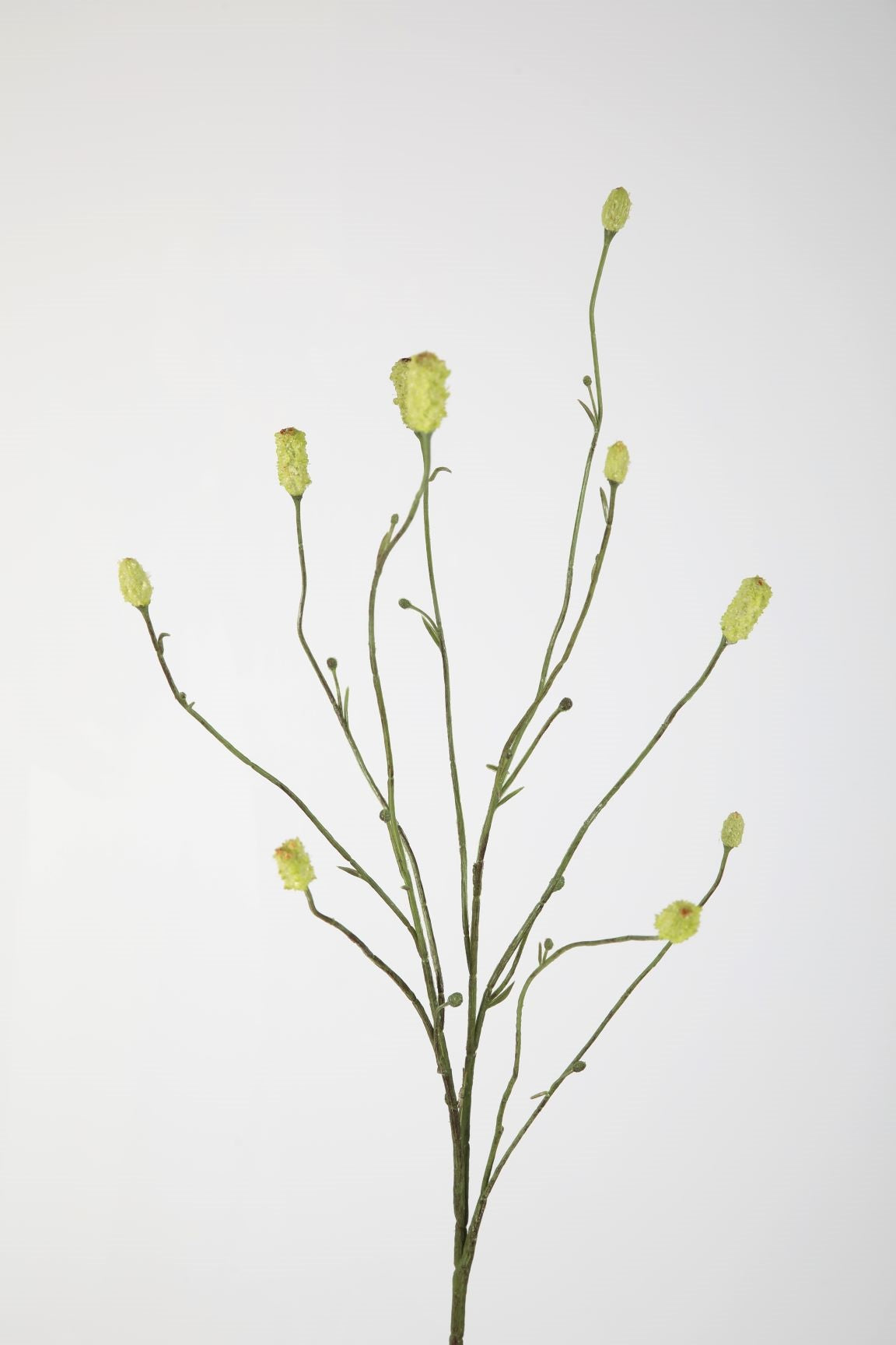 Burnet Spray