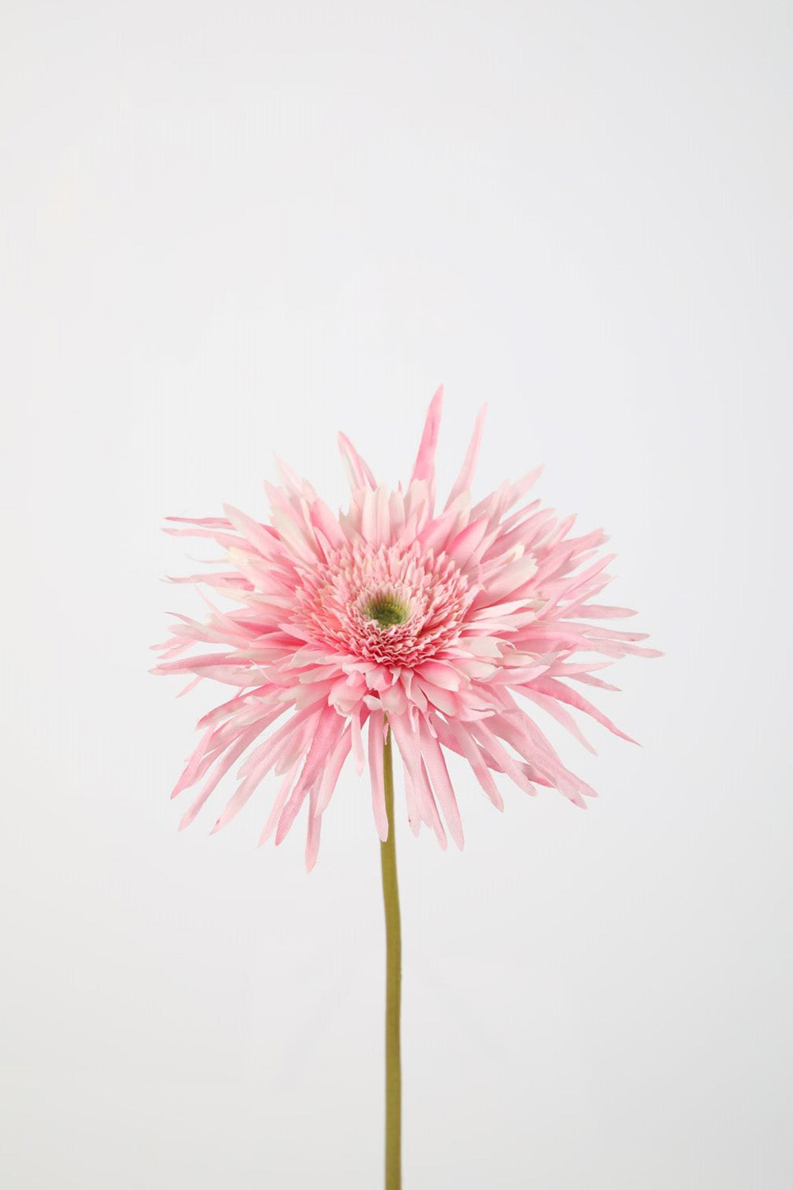 Spider Gerbera Stem