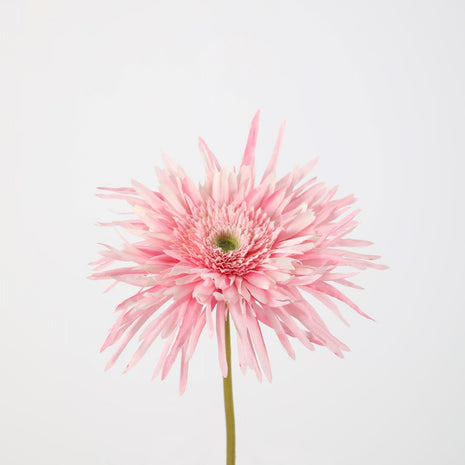 Spider Gerbera Stem