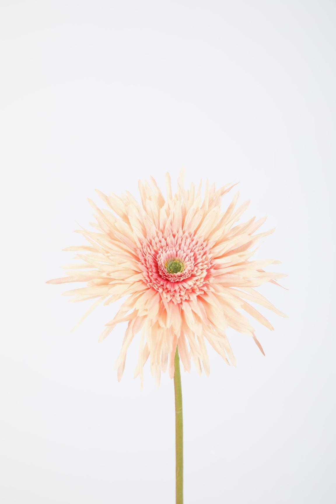 Spider Gerbera Stem