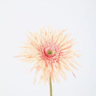 Spider Gerbera Stem