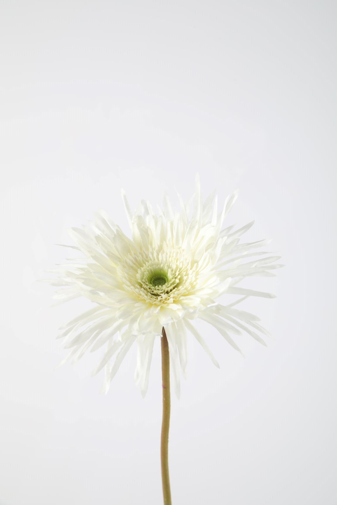 Spider Gerbera Stem