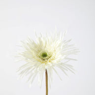 Spider Gerbera Stem