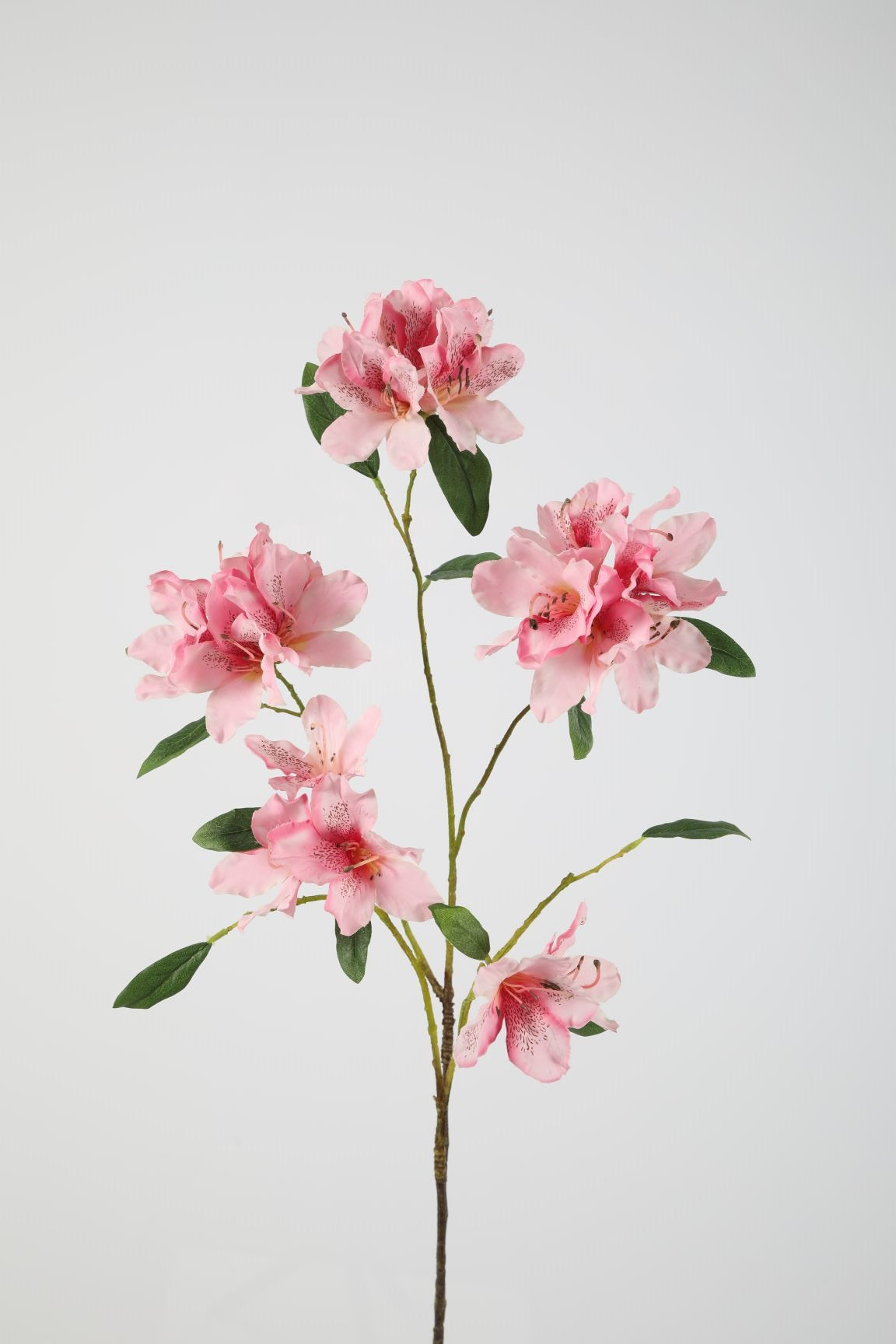 Rhododendron