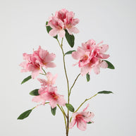 Rhododendron
