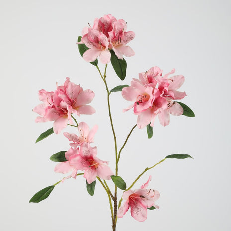 Rhododendron
