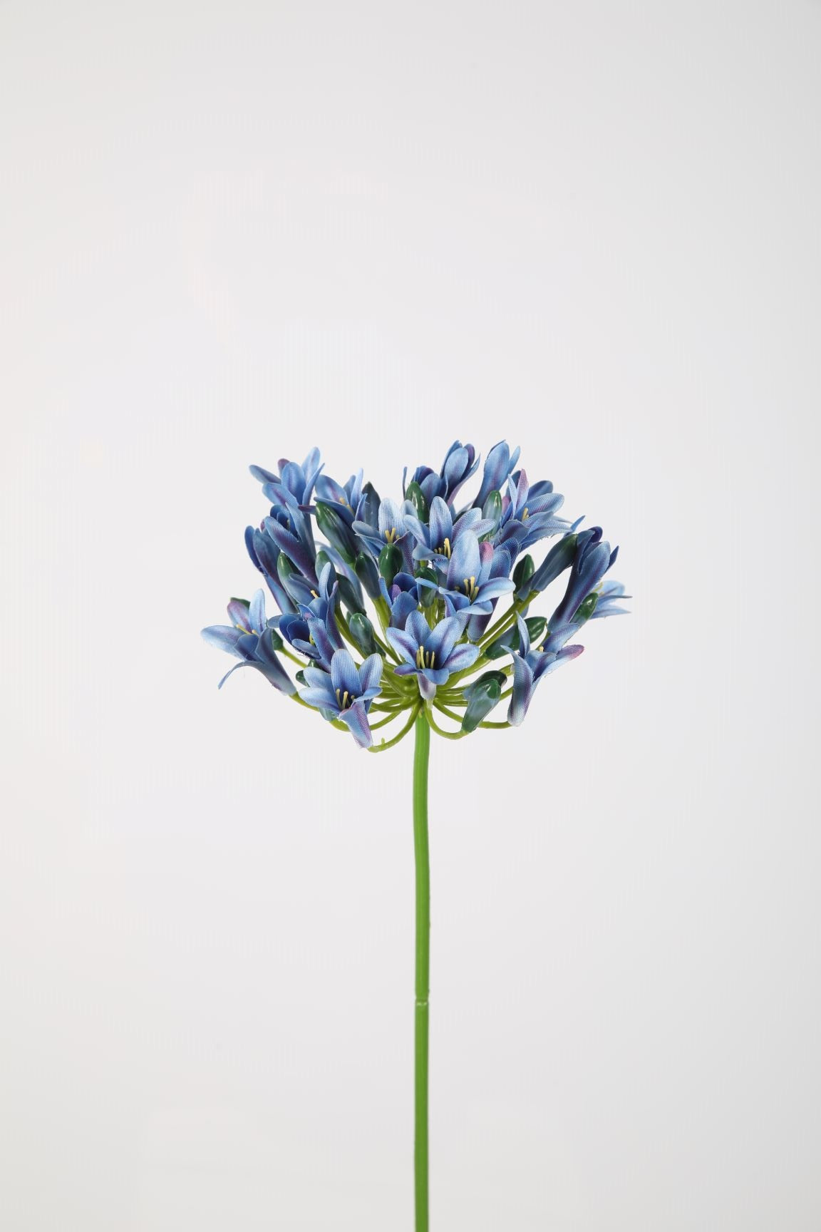 Agapanthus