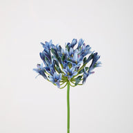 Agapanthus