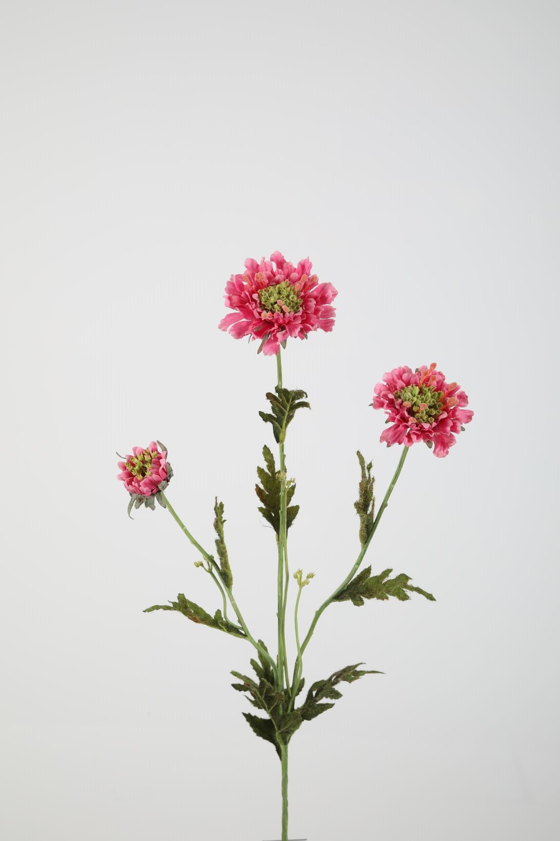 Scabiosa Spray
