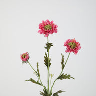 Scabiosa Spray