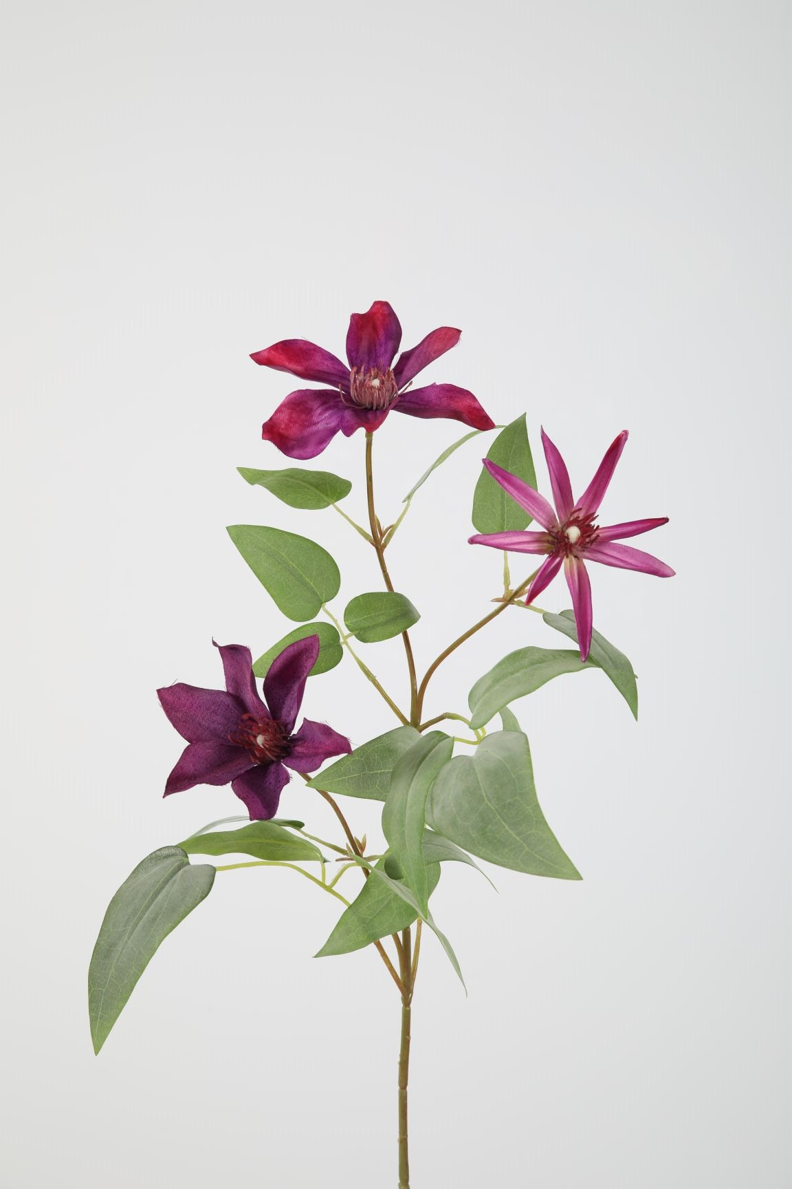 Clematis Spray