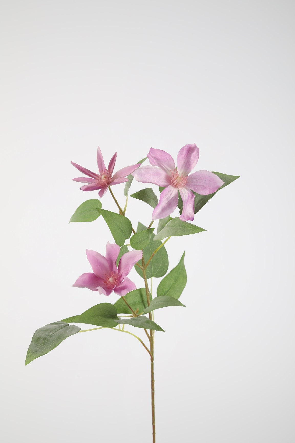 Clematis Spray