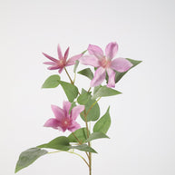 Clematis Spray