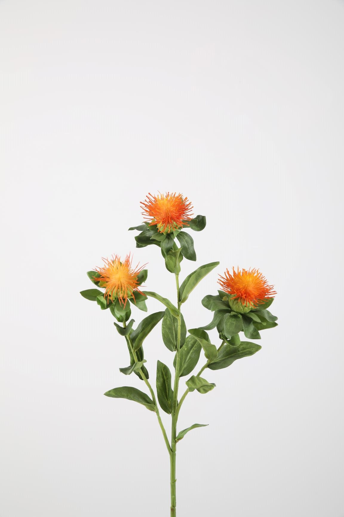Carthamus Spray