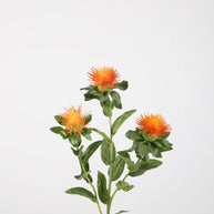 Carthamus Spray