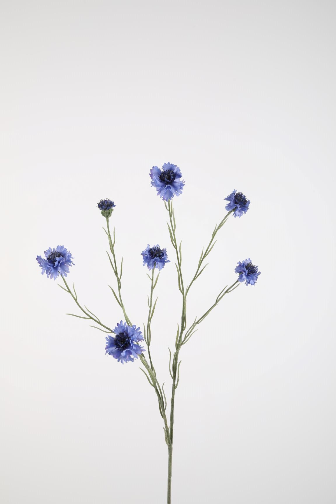 Cornflower