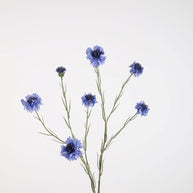 Cornflower