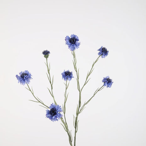 Cornflower