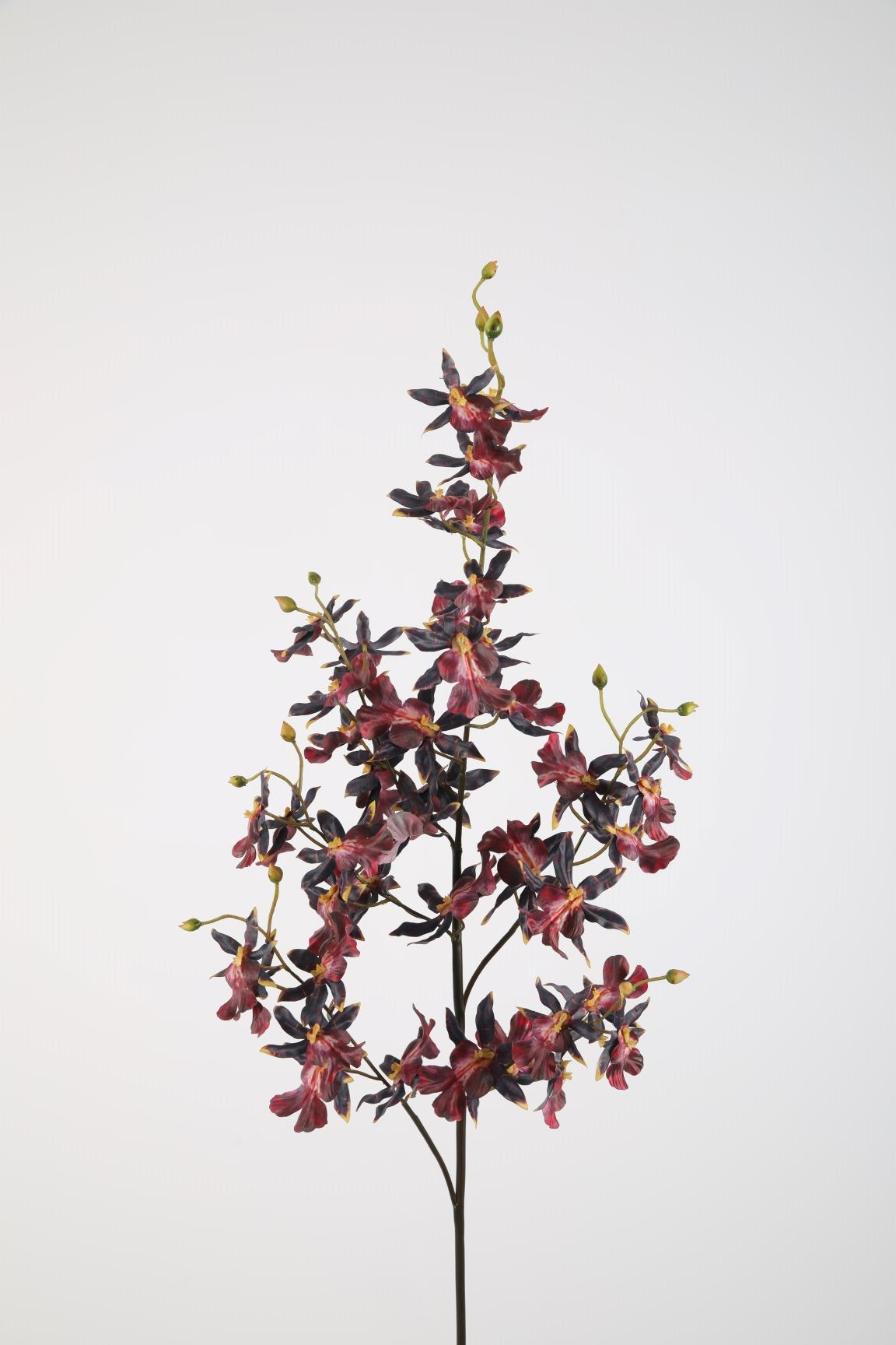 Oncidium Sharry Baby Stem