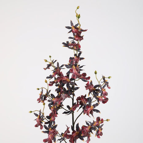 Oncidium Sharry Baby Stem