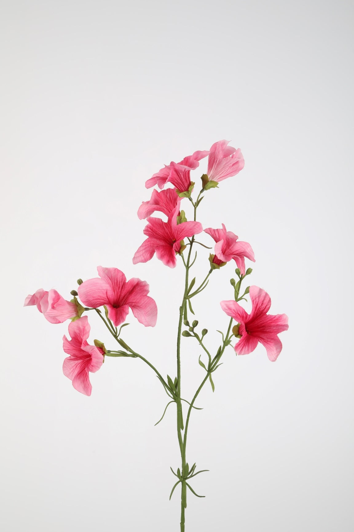 Petunia
