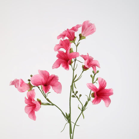 Petunia