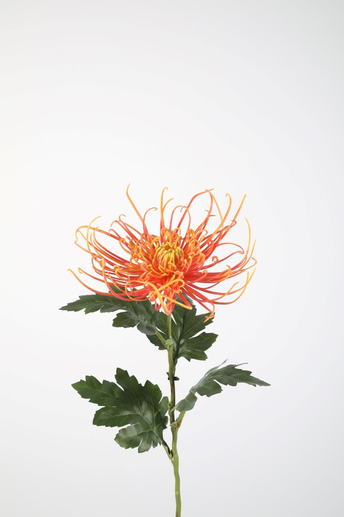 Spider Mum Stem